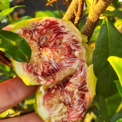 Ficus carica ‘Goutte d'Or’