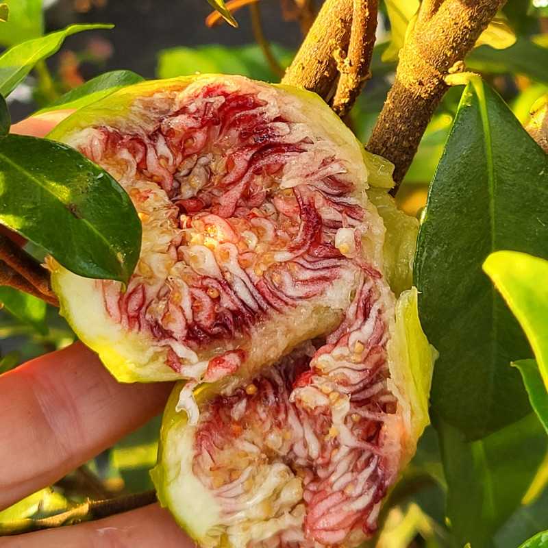 Ficus carica ‘Goutte d'Or’