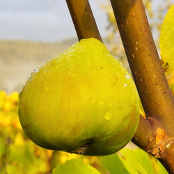 Ficus carica ‘Goutte d'Or’