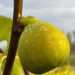 Ficus carica ‘Goutte d'Or’