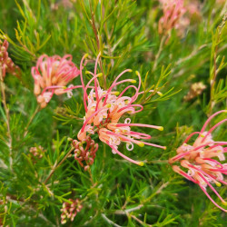 Grevillea sempeflorens Desert flame