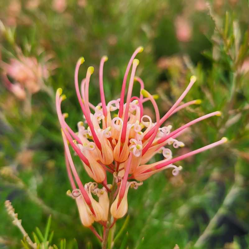 Grevillea sempeflorens Desert flame