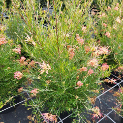 Grevillea sempeflorens Desert flame