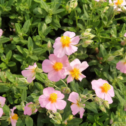 Helianthemum ‘Lawrenson's Pink’