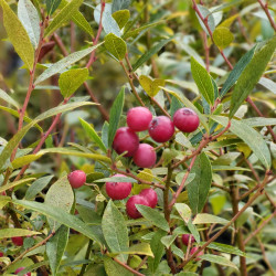 Vaccinium corymbosum ‘Pink Lemonade’