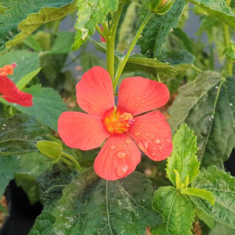 Pavonia x 'Flamboyant' ®