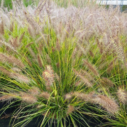 Pennisetum alopecuroides ‘Lumen Gold‘