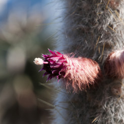 Cleistocactus strausii