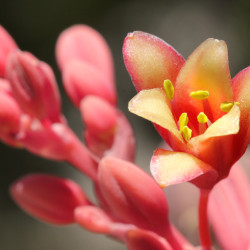 Hesperaloe parviflora ‘Rubra‘