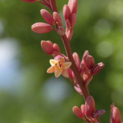 Hesperaloe parviflora ‘Rubra‘