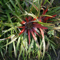 Fascicularia bicolor