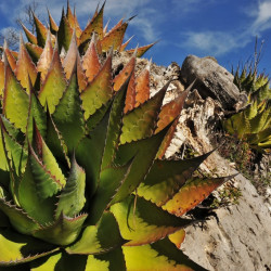 Agave montana
