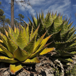 Agave montana