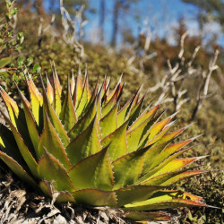 Agave montana