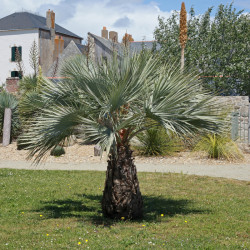 Brahea armata