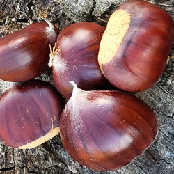 Castanea sativa Marigoule