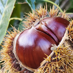Castanea sativa Marigoule