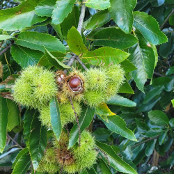 Castanea sativa Marigoule