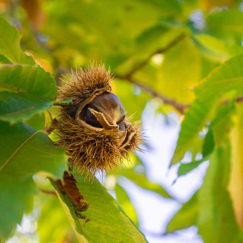 Castanea sativa Marigoule