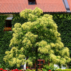Castanea sativa Marigoule