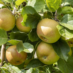 Pommier Belle de Boskoop