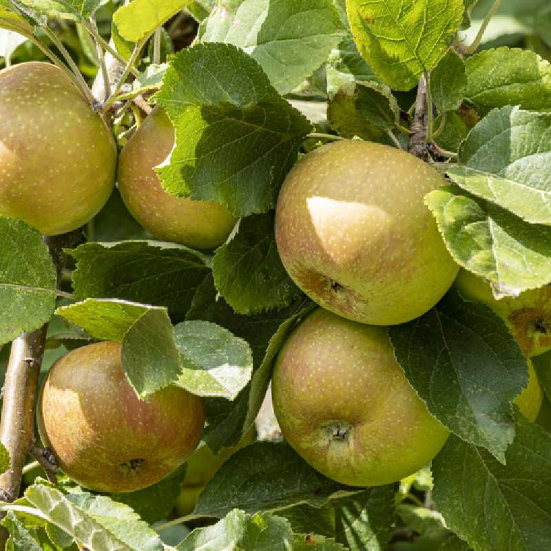 Pommier Belle de Boskoop