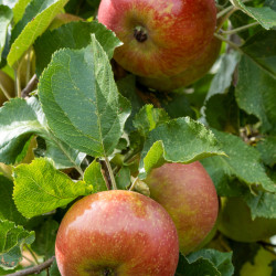 Malus domestica ‘Boskoop Rouge’