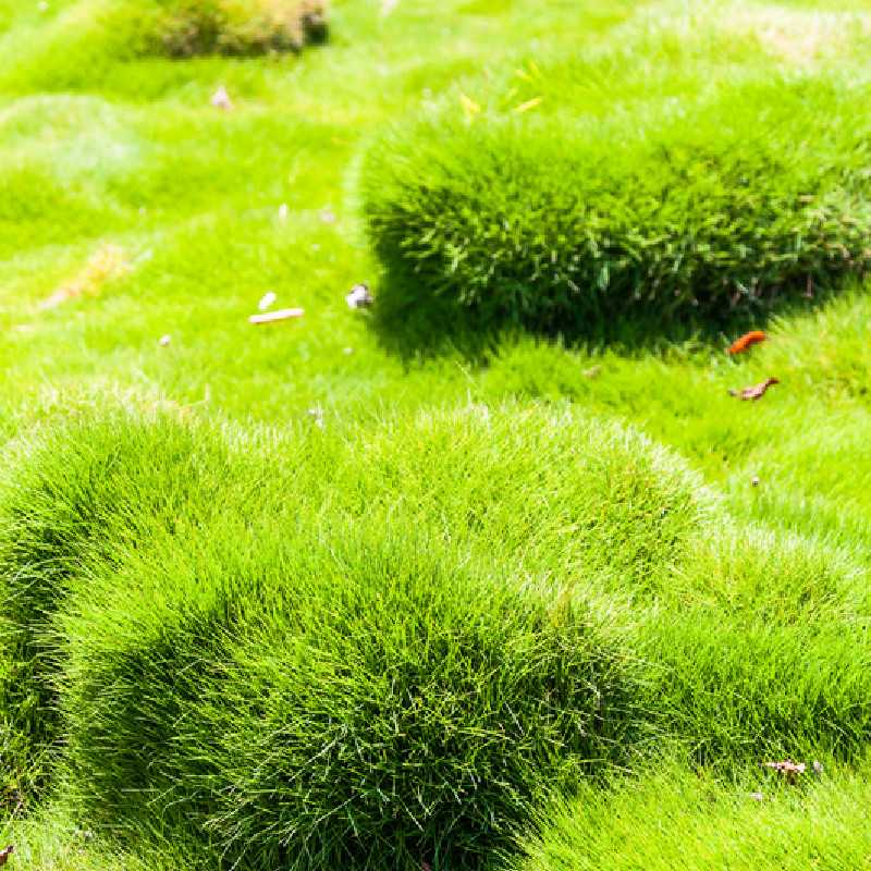 Zoysia tenuifolia - Gazon des Mascareignes