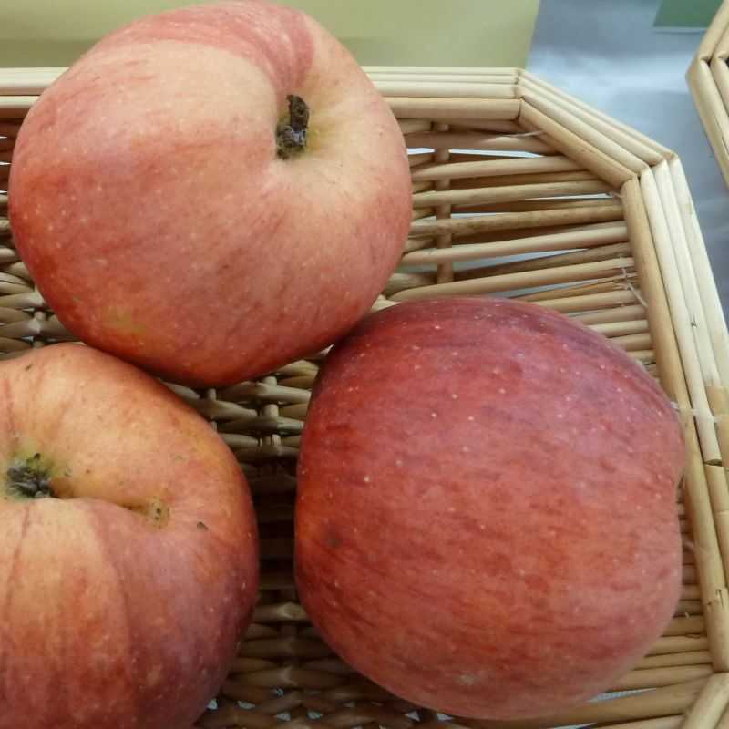 Pommier Querina