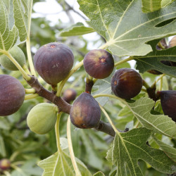 Ficus carica 'Violette Dauphine' - Figuier