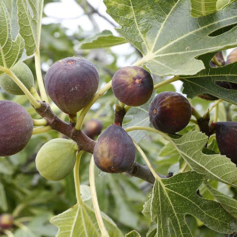 Ficus carica 'Violette Dauphine' - Figuier