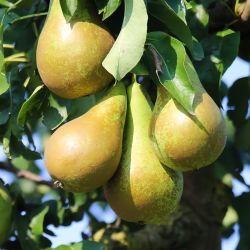 Pyrus communis ‘Abate Fetel‘