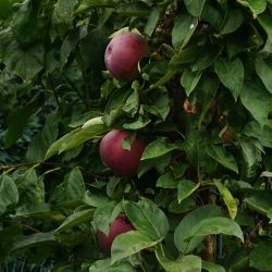 Malus domestica 'Ballerina Waltz'