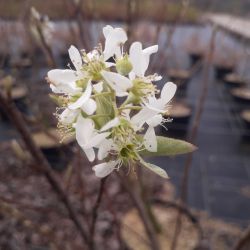 Amelanchier canadensis ‘October Flame‘