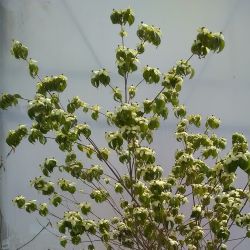 Cornus kousa Chinensis