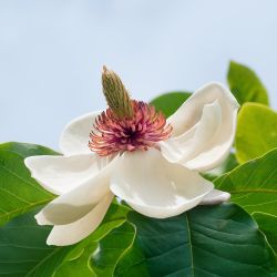 Magnolia  wieseneri ‘Charm & Fragance‘