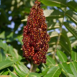 Rhus typhina ‘Tiger Eyes‘ ®