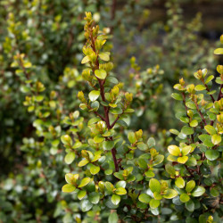 Myrsine africana