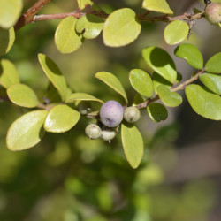 Myrsine africana
