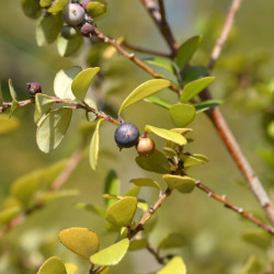 Myrsine africana