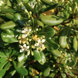 Pittosporum tobira - Pittospore du Japon