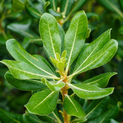 Pittosporum tobira - Pittospore du Japon