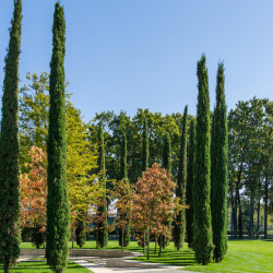 Cupressus sempervirens ‘Pyramidalis