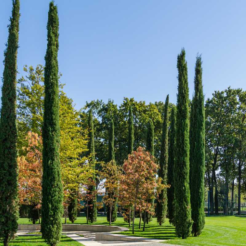 Cupressus sempervirens ‘Pyramidalis