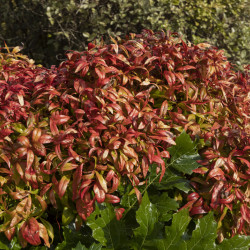 Nandina domestica ‘Fire Power’