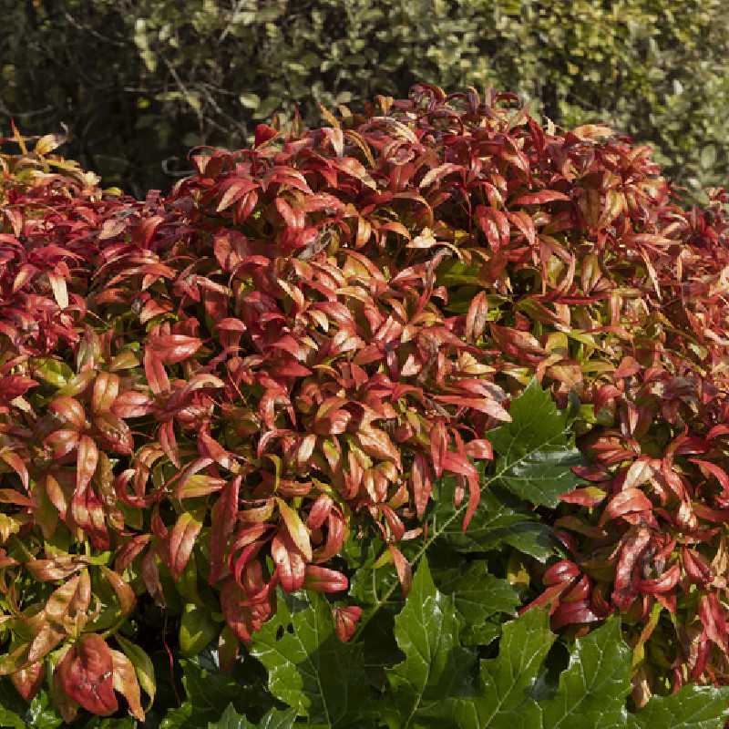 Nandina domestica ‘Fire Power’