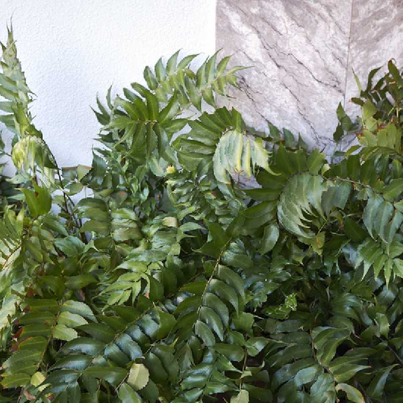 Cyrtomium fortunei