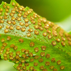 Cyrtomium fortunei
