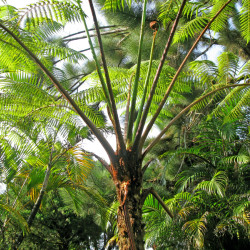 Cyathea cooperi