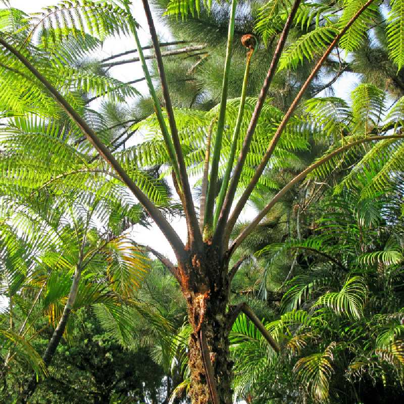 Cyathea cooperi